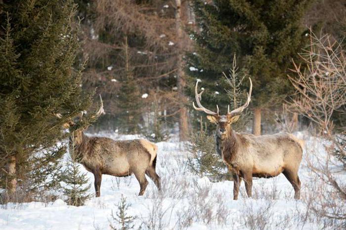 deer king - Izyubr, Transbaikalia, Taiga, Longpost