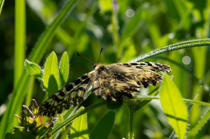 My new hobby - My, Macro photography, Macro, Butterfly, Plants, Flowers, The photo