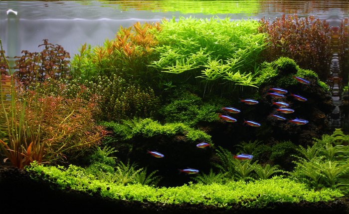 Фрагмент травника