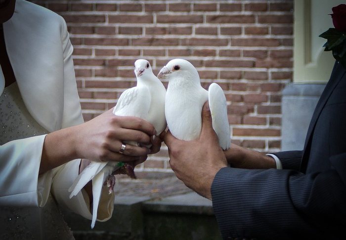 Kiss the dove. - Wedding, Pigeon, Groom, The photo, Photographer, , Embarrassment