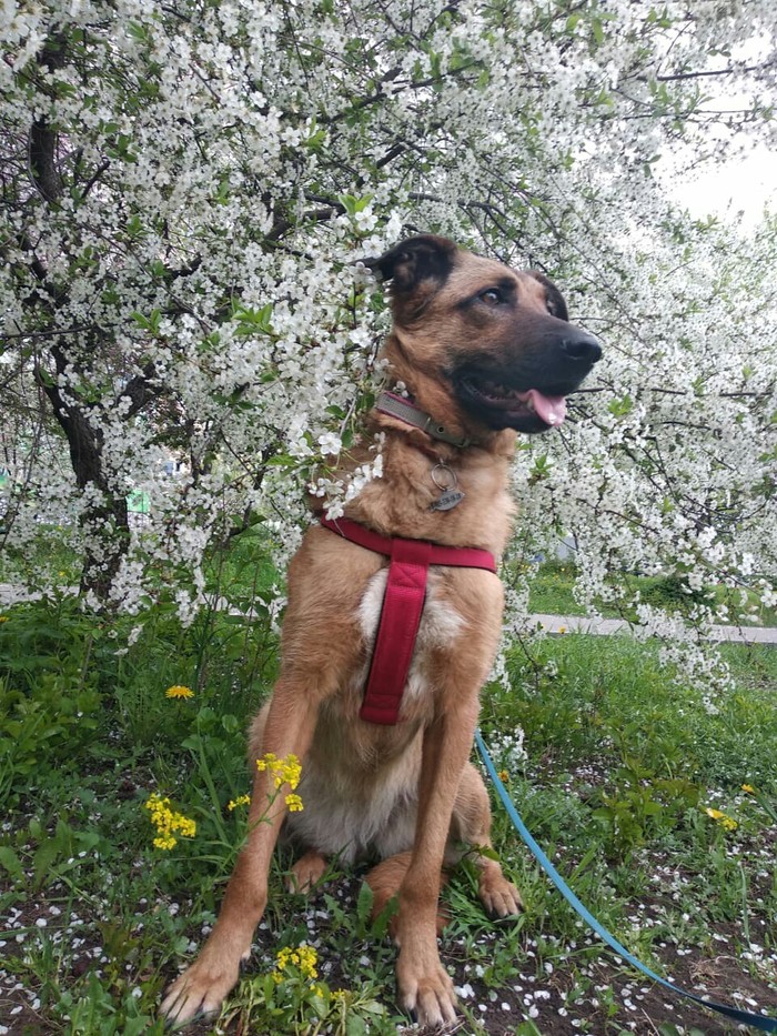 Do your dogs love flowers? - Family, Dogs and people, Children