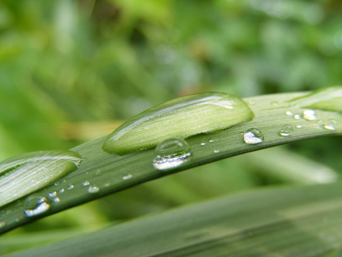 Morning dew. - My, Dew, Macro photography, Leaves, Nature, Fujifilm, Longpost