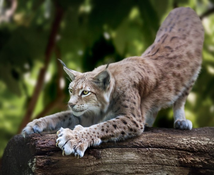 Weighty arguments of the lynx. - cat, Lynx, Claws, wildlife, Paws, How powerful are my paws