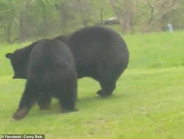 It's just that two bears decided to fight an American in the yard - Bear, Fight, Video, Longpost, The Bears