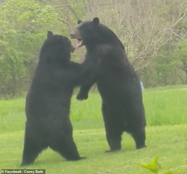 It's just that two bears decided to fight an American in the yard - Bear, Fight, Video, Longpost, The Bears