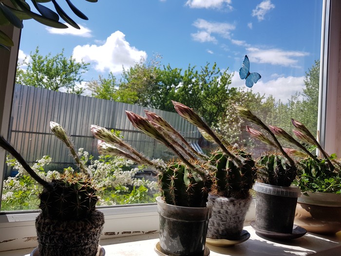 Blessing received - My, Cactus, Echinopsis cactus, The sun, Bloom, beauty, Longpost