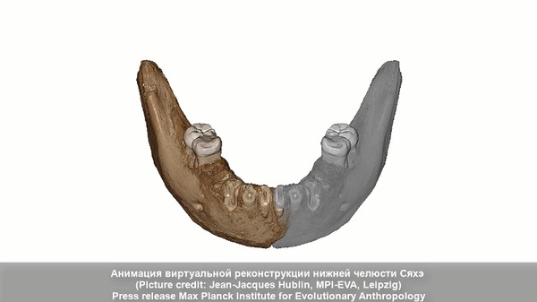 Денисовский человек, от фаланги до черепа и челюсти. Генетическое разнообразие денисовцев в ЮВА Длиннопост, Видео, Наука, Антропология, Археология, Генетика, Денисовский человек, Денисовцы, Эволюция, Гифка