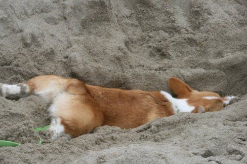 beach fun - Corgi, Dog, Longpost