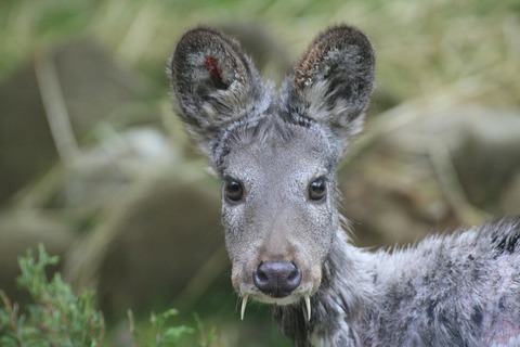 Cute vampire of Transbaikalia - Musk deer, Nature, Transbaikalia, Siberia, Taiga, Musk, take care of yourself, Longpost