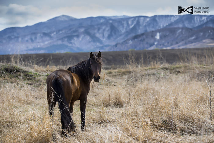 Horses - My, Horses, Mountain Altai, Longpost, Altai Republic