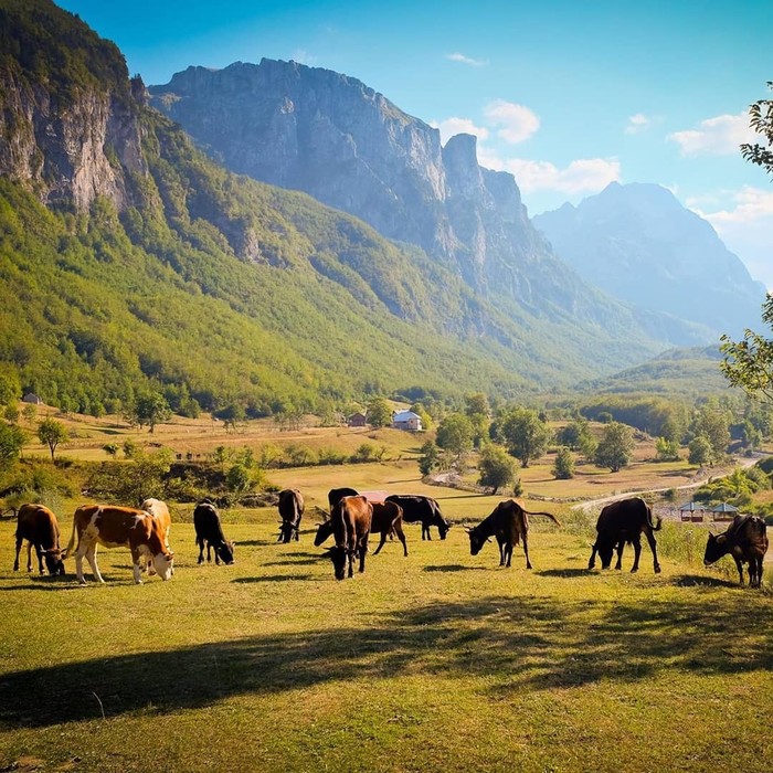 Grazing time. - The photo, Cow, The mountains, Landscape, beauty, Harmony, Herd