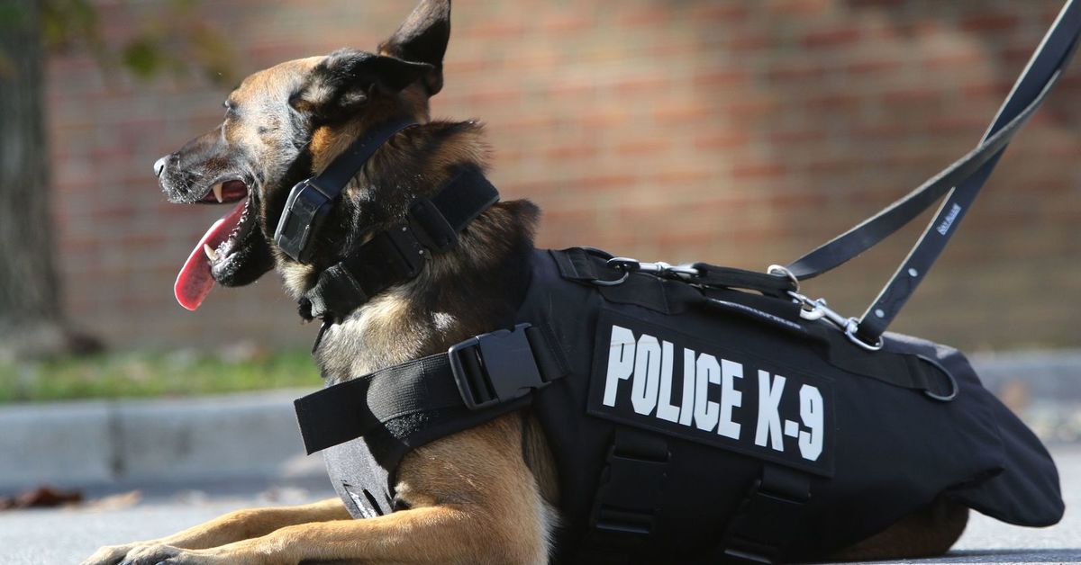 Собака в форме человека. K9 Police овчарка. Малинуа k9. K-9 США полиция. Малинуа спасатель.