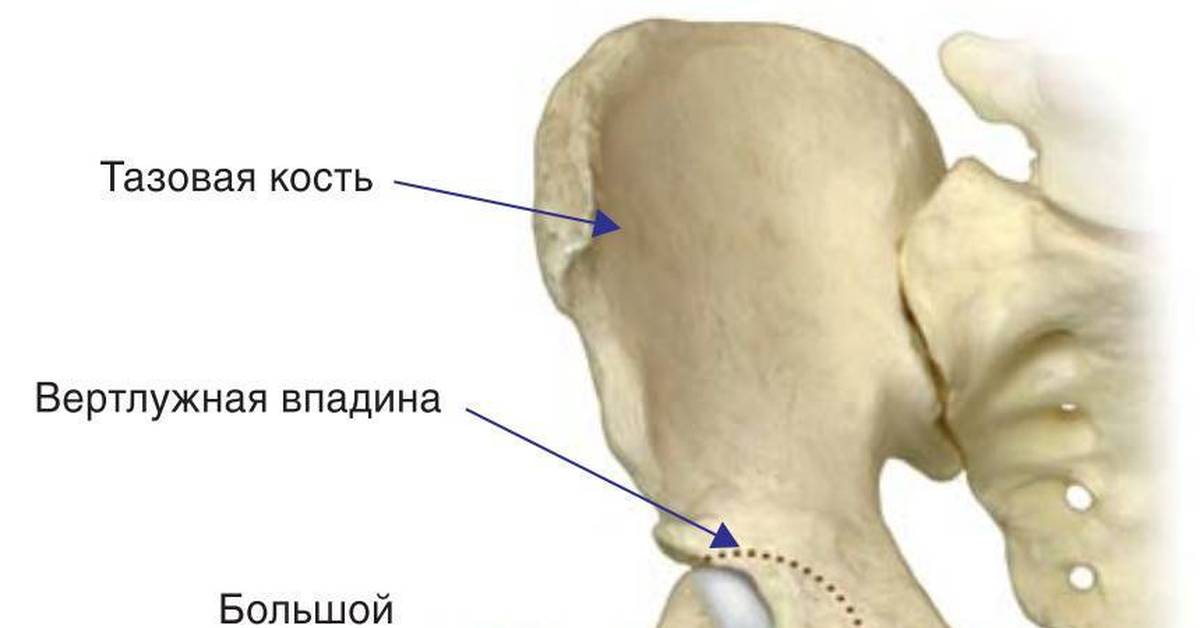 Вертлужные впадины таза