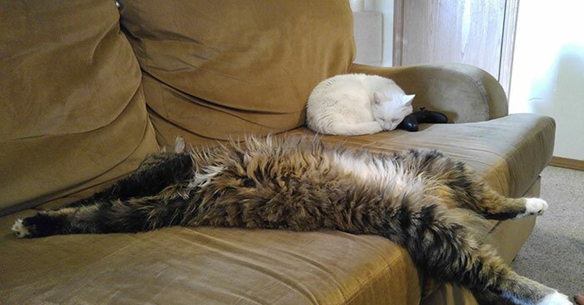 Кажется что дома кот. Спящий Мейн кун. Кот на диване. Кот лежит на диване.