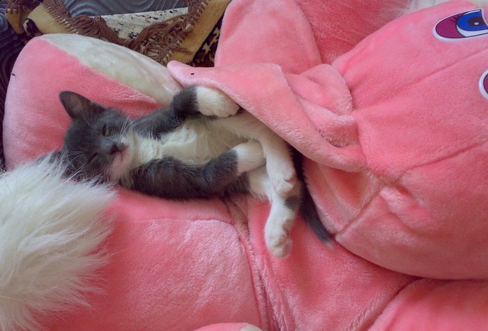 Кот, 12 калибр и воспитание.