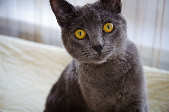 Venya - pikabushnik - My, cat, Meow, Curiosity, Gorgeous, Portrait, Eyes, Russian blue, 