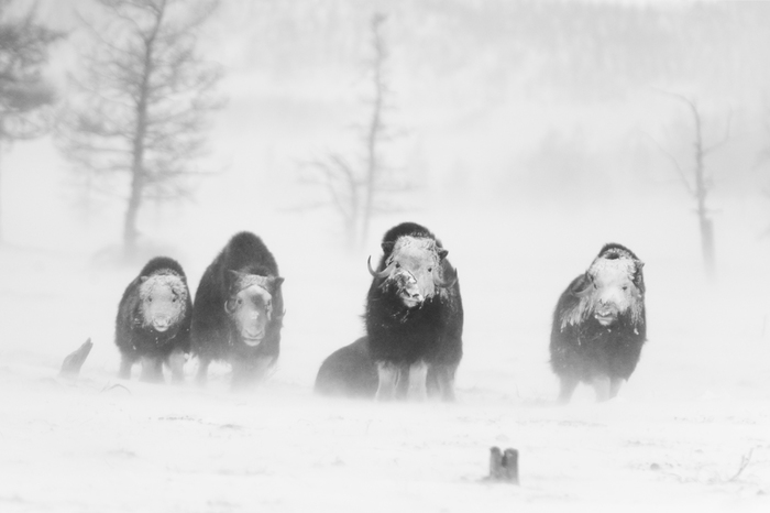 Призраки тундры - Фотография, Тундра, Ямал, Овцебык