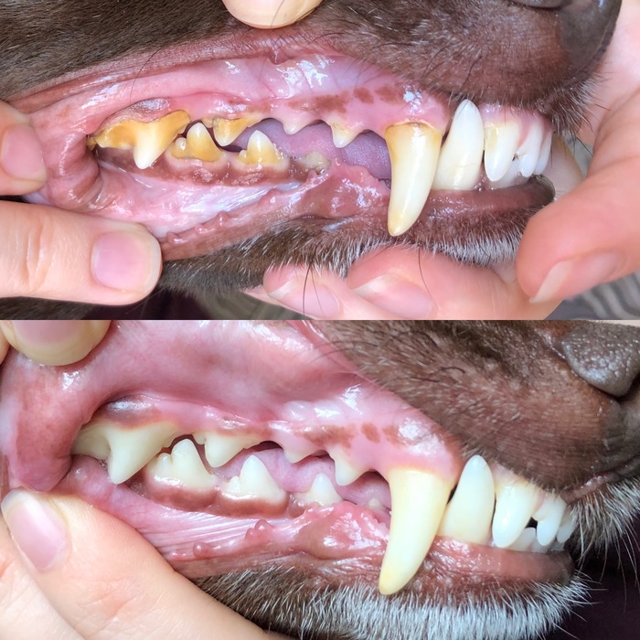 Dog teeth cleaning before/after - My, Dog, Teeth, Cleaning, Vet