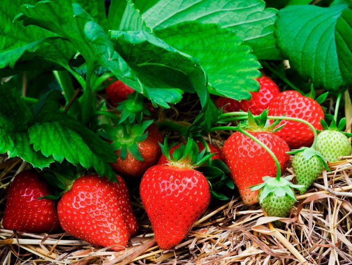 Strawberries have risen in price in Russia - news, Agronews, Russia, Prices, Rise in prices, Strawberry, Strawberry (plant)