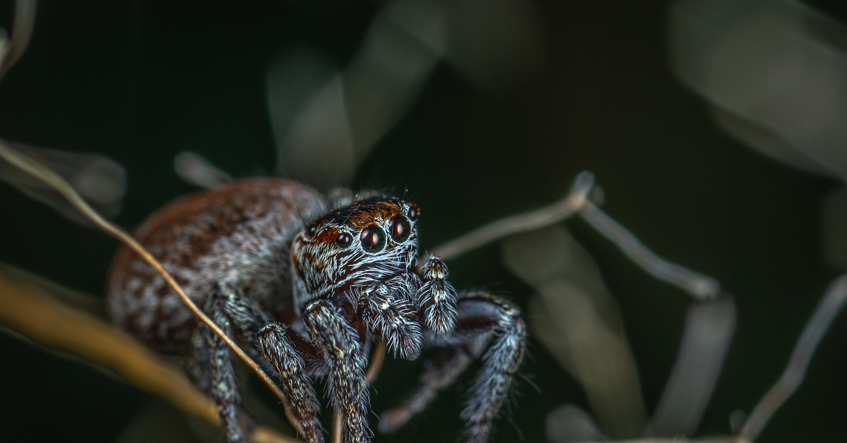 Увидеть паука вечером на полу. Горилла паук. Big jumping Spider. Как видят пауки. GD Gorilla Spider.