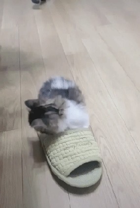 Хорошо зафиксированный кот...
