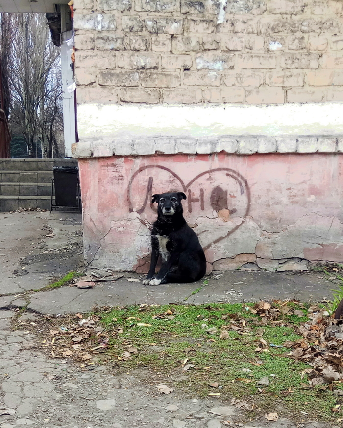 Lena, you have a fan here.. - My, Photo on sneaker, old dog, Dog