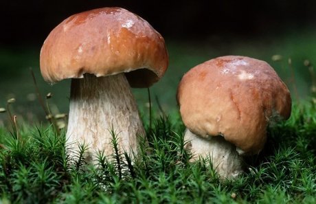 Mushrooms and chanterelles appeared in the forests of the Brest region - Agronews, Harvest, Mushrooms, Forest, Republic of Belarus, Brest, Borovik, Chanterelles