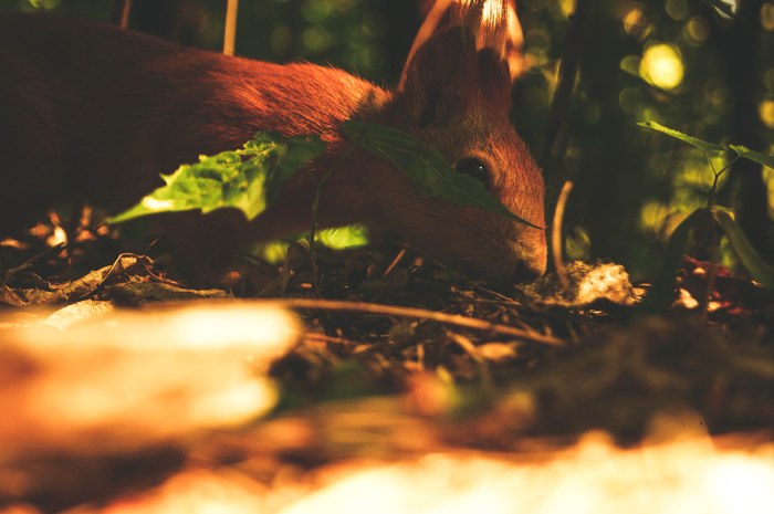 Friendly squirrel - My, Squirrel, Forest, The photo, Animals