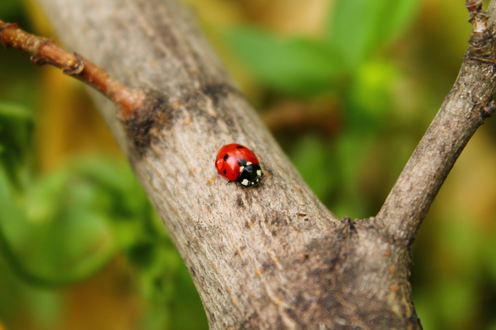May - My, Beginning photographer, May, ladybug, Greenery, Canon 1100d, Longpost