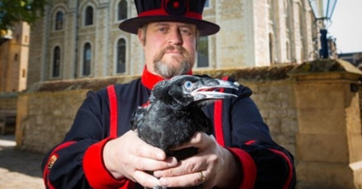 Crow с английского. Тауэр бифитеры с воронами. Бифитеры и вороны Тауэра. Tower of London вороны. Лондонский Тауэр 6 Воронов.