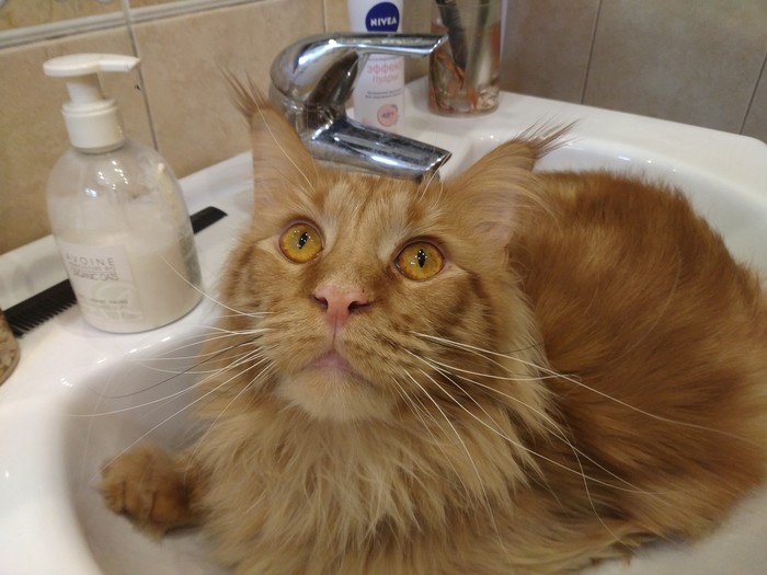 I'm comfortable here - My, cat, Maine Coon, Redheads, Impudent muzzle, Sink, Bathroom, Longpost, Impudence