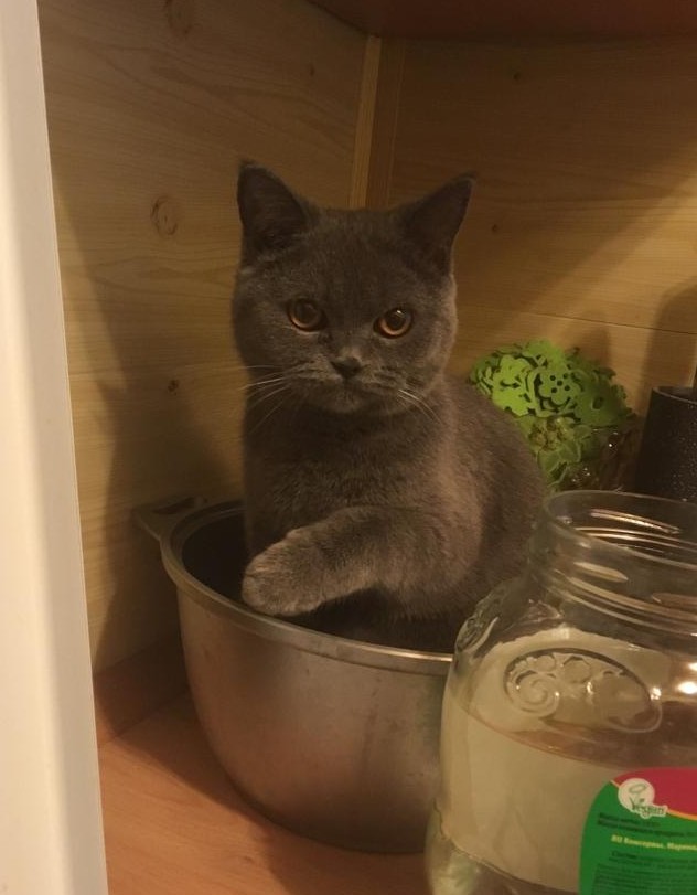 cat in a pot - My, cat, Catomafia, Pan