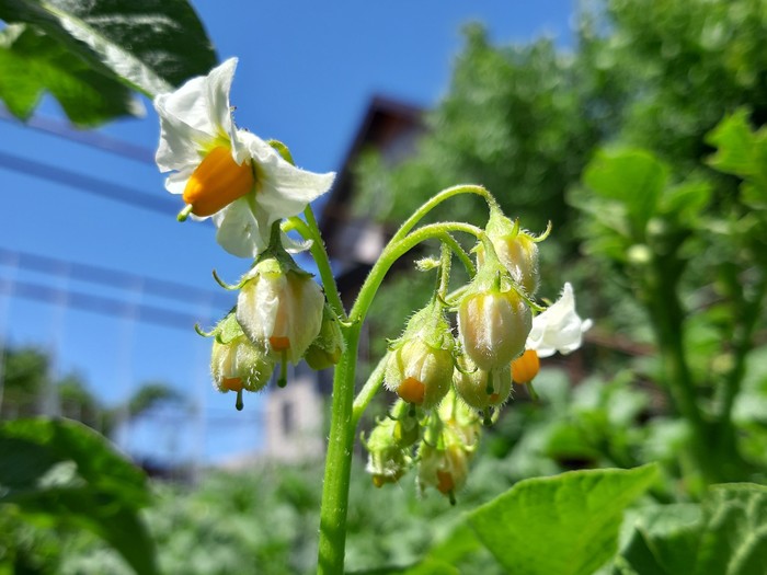 royal decoration - The photo, Longpost, Bloom, Potato, My