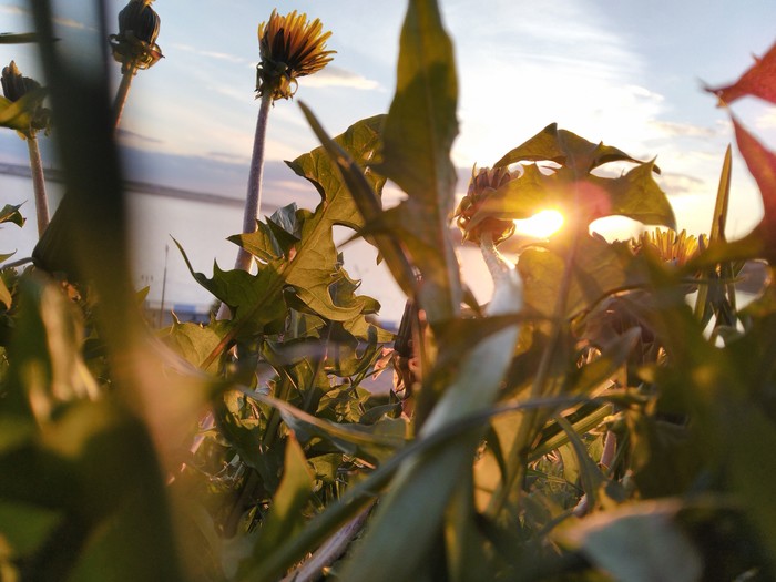sunset dandelions - My, Mobile photography, Beginning photographer, Nature, Lovers, Dandelion, The sun