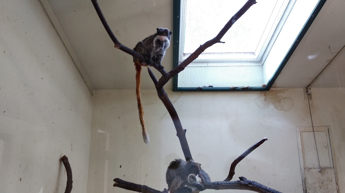 When a monkey has a better barber than you - My, Monkey, Усы, Barber, Zoo, Barbershop