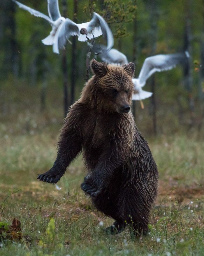 Here we are tied!!! - The photo, The Bears, Seagulls, wildlife