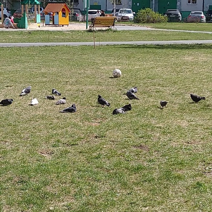 Football players rest after the match - Football, Pigeon