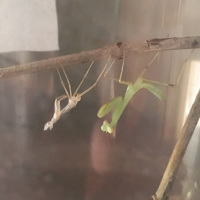 Mantis maturation - My, Mantis, Content, Pet, Longpost, Care and maintenance, Insects, Feeding, GIF, Pets