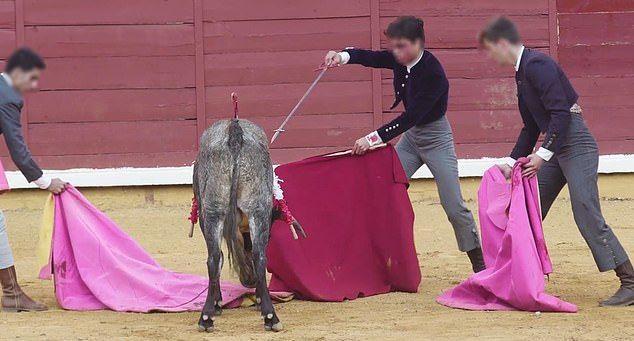 Children and teenagers tortured young bulls to death during a bullfight - Bullfight, Spain, Children, Cruelty, Longpost, Toreador