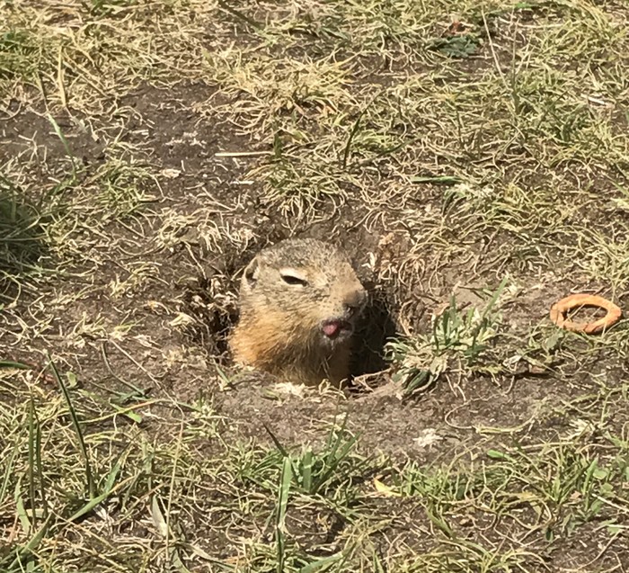 When you work on your day off - My, Krasnoyarsk, Tatyshev, Gopher, Heat