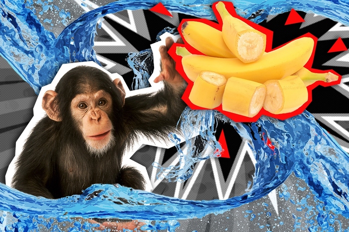 История бесчеловечного эксперимента с особым бананом Банан, Эксперимент, Шимпанзе, Ученые, Длиннопост
