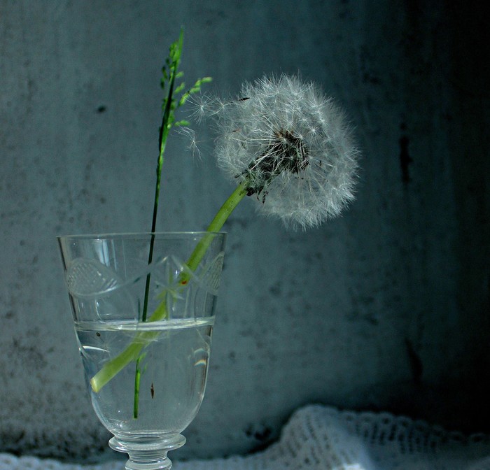 Dandelions - The photo, Flowers