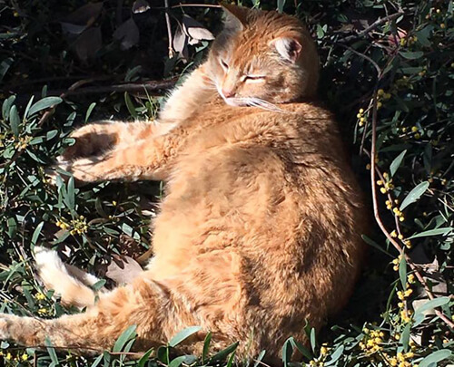 The students urged people to stop feeding the corroded cat - Animals, Fat cats, Food, Longpost, cat