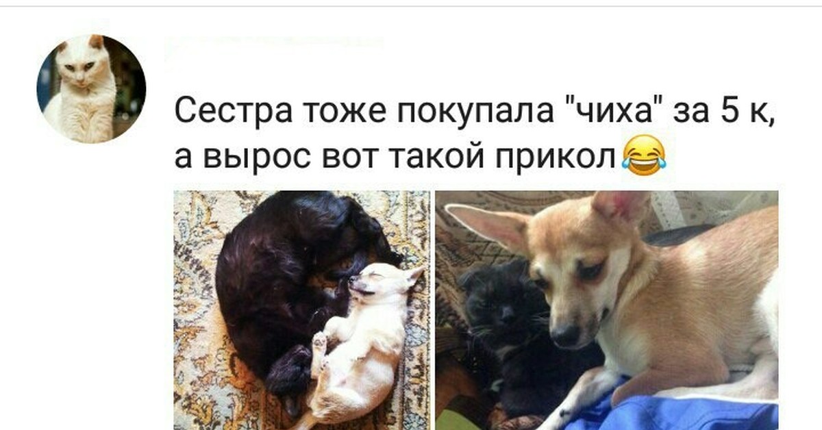 Что выросло то выросло. Выросло что выросло юмор. Что выросло то выросло картинка. Вырастать.