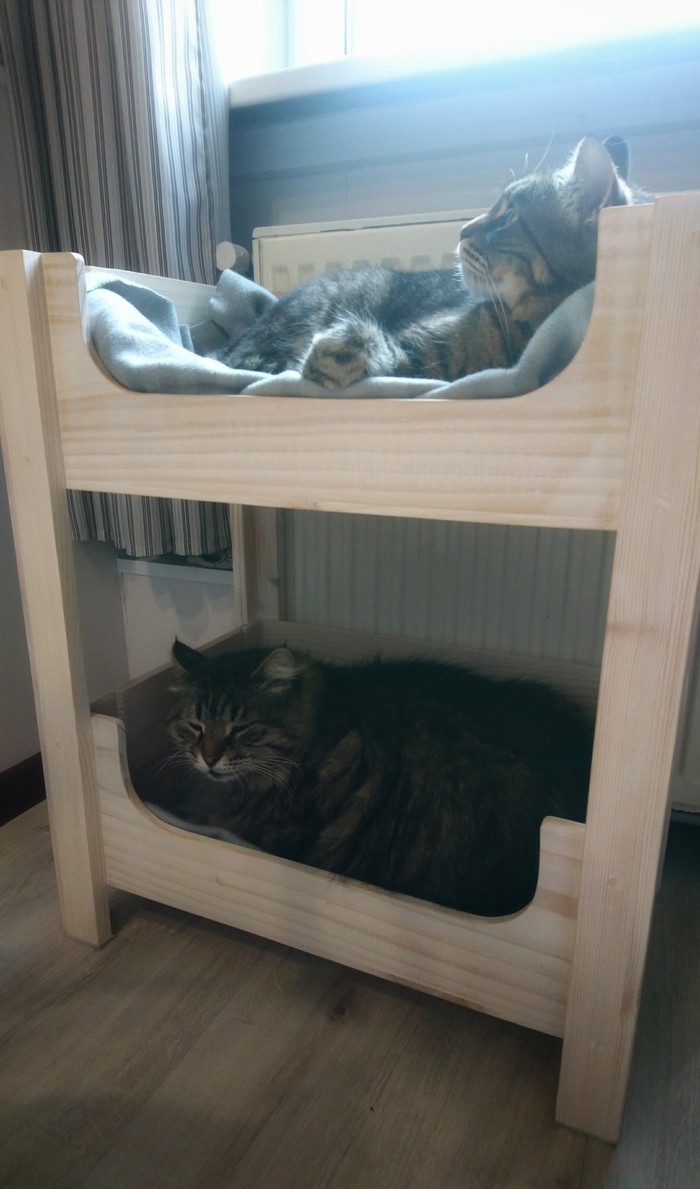 Relaxation during a thunderstorm - My, cat, In the house, Bunk bed, I'm in the house