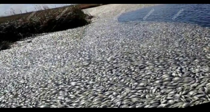 The death of fish in the Orenburg region. - Ecological catastrophy, Ecology, Fishery supervision, Orenburg region, Video, Longpost, Negative