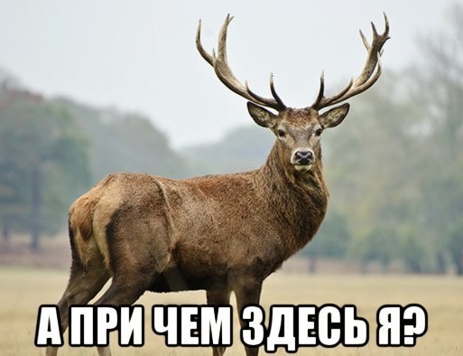 Об оленях | Пикабу