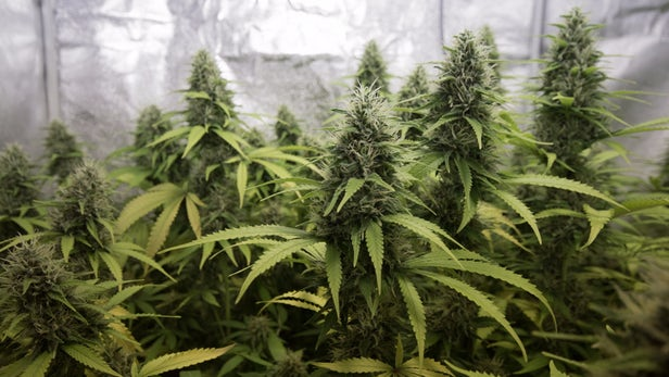 Выращивать коноплю в россии марихуана химическое вещество