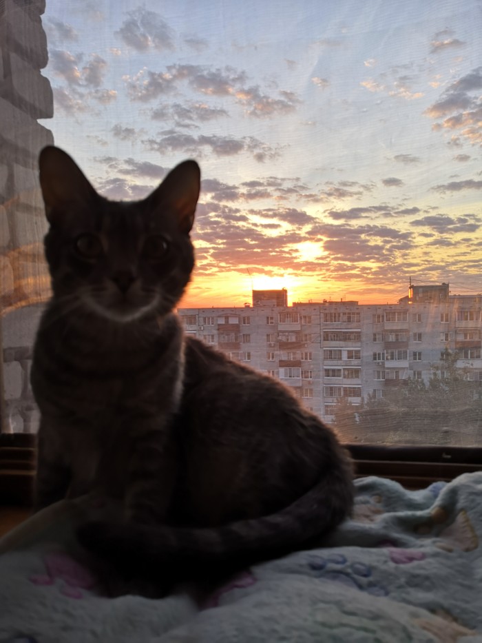 Which dawn - My, cat, dawn, Longpost