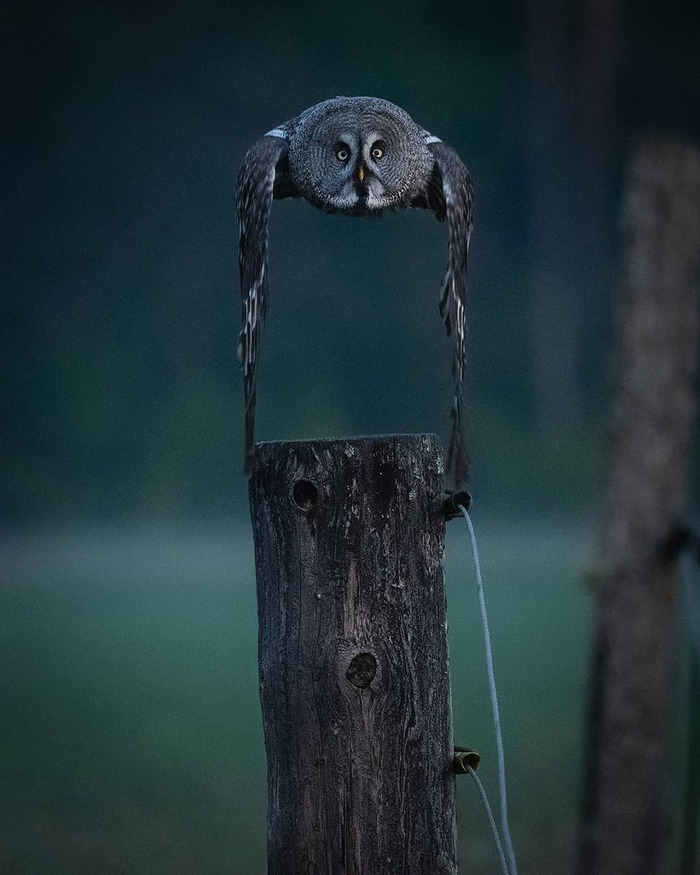 The photographer caught the moment - Reddit, Owl, Birds, The photo